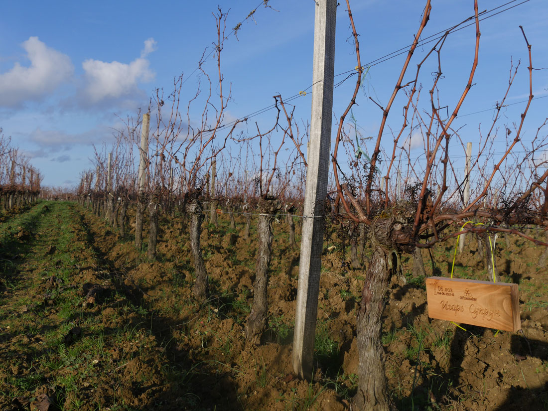 Виноградник на урожай